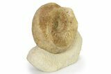 Jurassic Ammonite (Stephanoceras) Fossil - England #316853-1